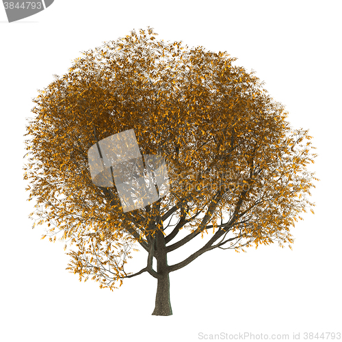 Image of 3D Illustration Ash Tree on White