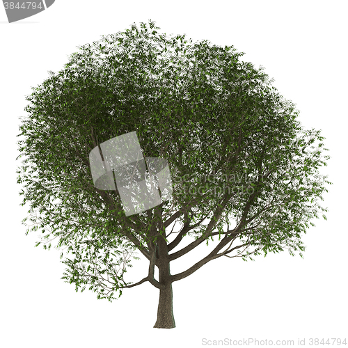 Image of 3D Illustration Ash Tree on White