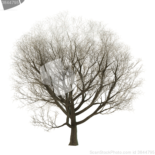 Image of 3D Illustration Ash Tree on White