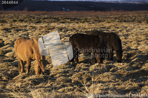 Image of Portrait of a herd of Icelandic horses