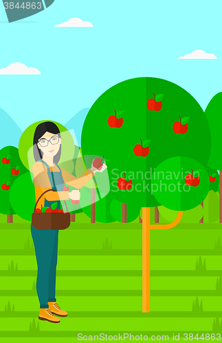 Image of Farmer collecting apples.