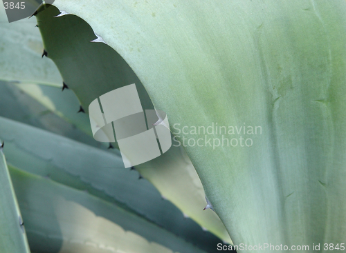 Image of agave