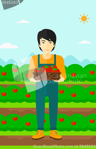 Image of Farmer collecting tomatos.