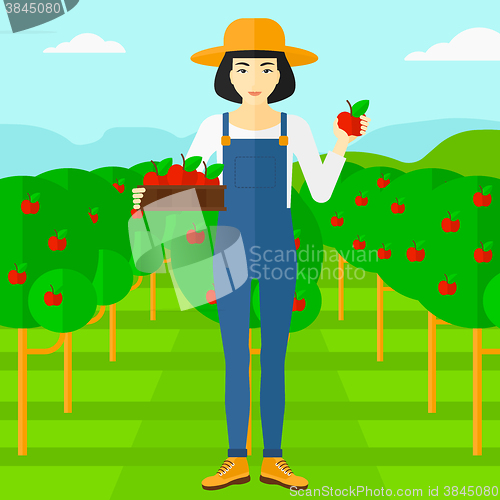 Image of Farmer collecting apples.