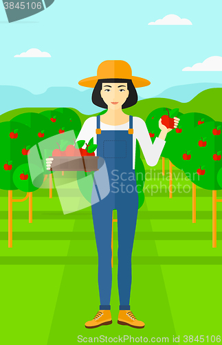 Image of Farmer collecting apples.