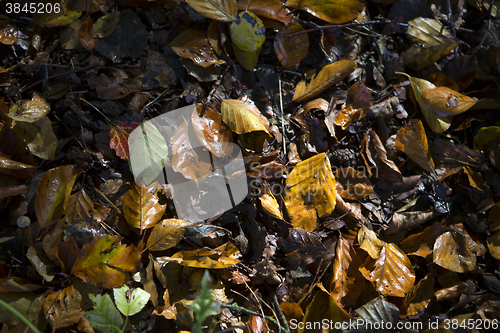Image of Colorful autumnal leaves