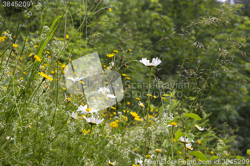 Image of Wildflower meadow