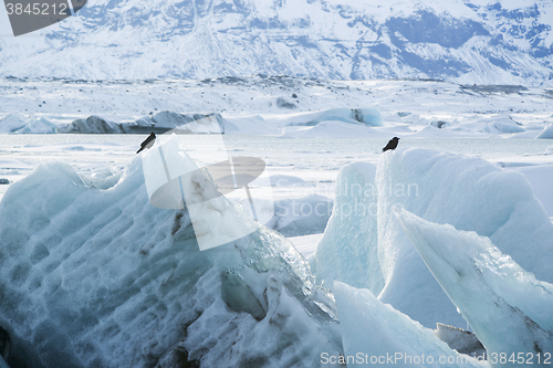 Image of Raven sit on an ice block at Jokulsarlon, Iceland