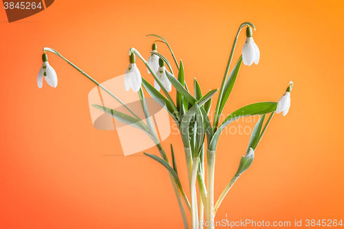Image of Snowdrop flowers on orange background
