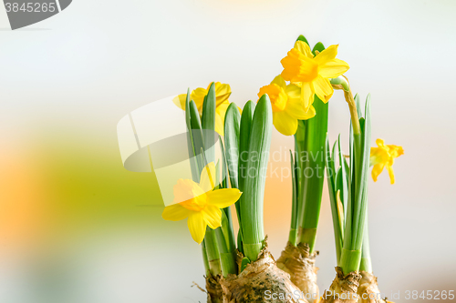 Image of Daffodil lilys in the easter