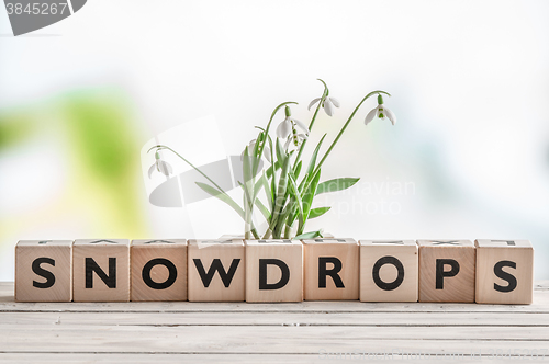 Image of Snowdrops and a wooden sign