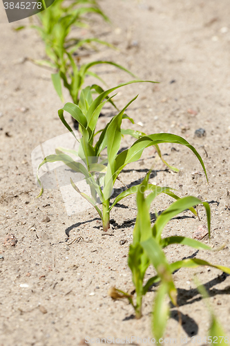 Image of green corn. Spring  