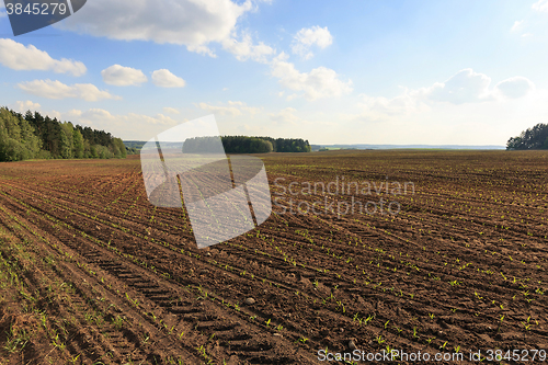 Image of corn field ,  immature  