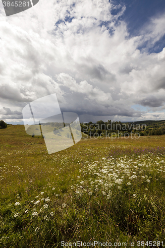 Image of green vegetation , field