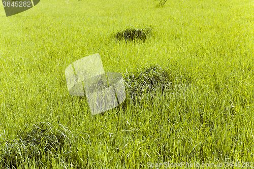 Image of agriculture , grass grows