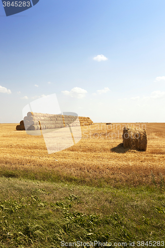 Image of   harvest of cereals