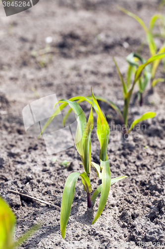 Image of young sprout of corn  