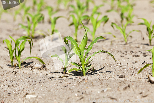 Image of Field of green corn  