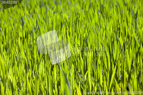 Image of Agriculture. cereals. Spring  