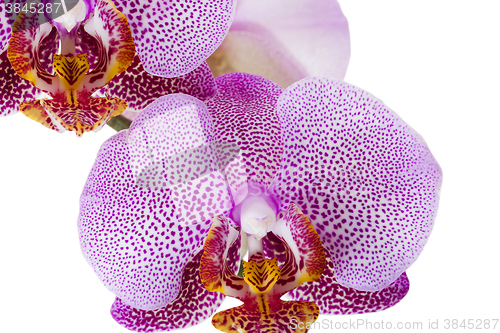 Image of pink orchid isolated  