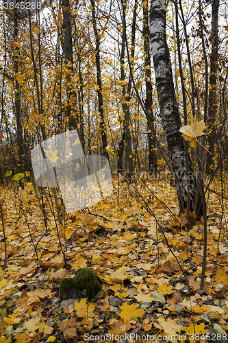 Image of autumn forest , Park