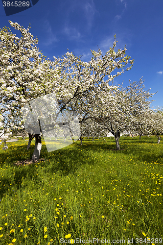 Image of cherry blossoms, spring  