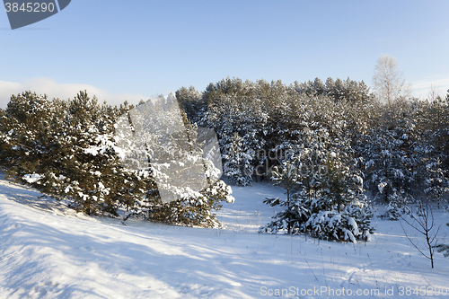 Image of spruce forest , winter  