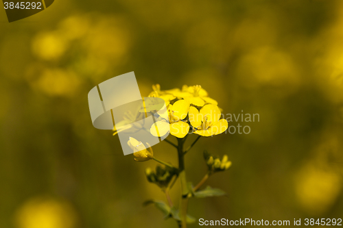 Image of close-up of rape. Spring  