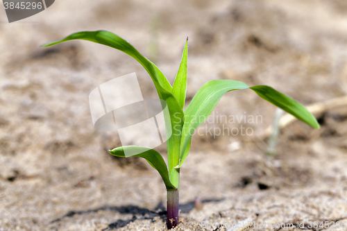 Image of corn germ,  close up