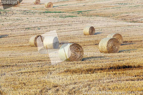 Image of haystacks in a field of straw 