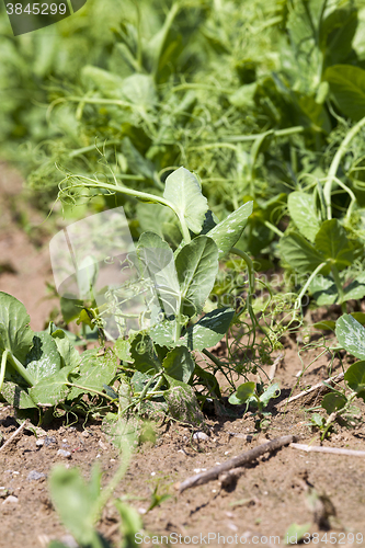 Image of field with green peas  