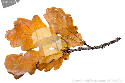 Image of Yellow oak leaf  