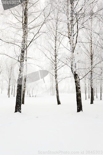 Image of trees in winter  