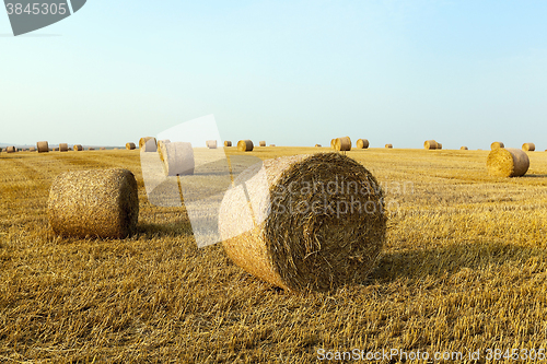 Image of haystacks in a field of straw  