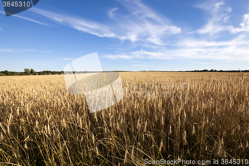 Image of   grow ripe rye.