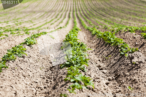 Image of Field with potato  