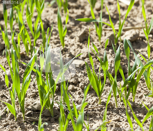 Image of field with cereals  