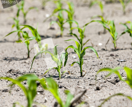 Image of Field with corn  