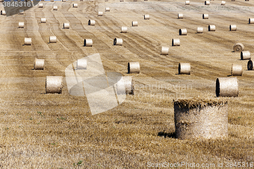 Image of haystacks in a field of straw  