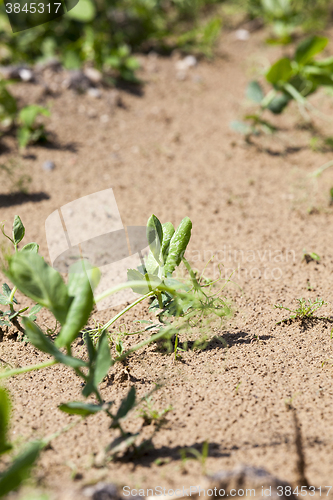 Image of Pea sprout in the spring  