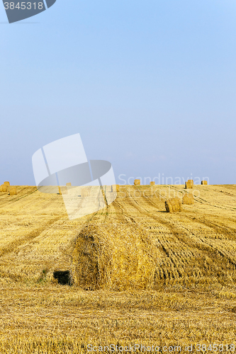 Image of Stack of straw  