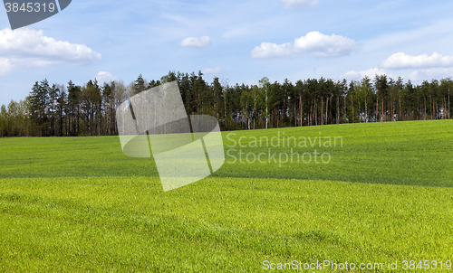 Image of Agriculture. cereals. Spring  