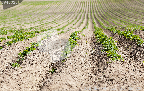 Image of Field with potato  