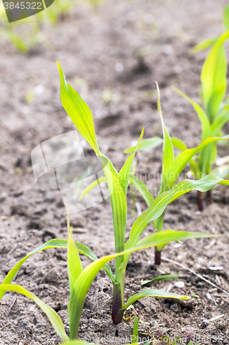 Image of Field of green corn  