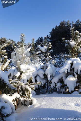 Image of spruce forest ,  winter season