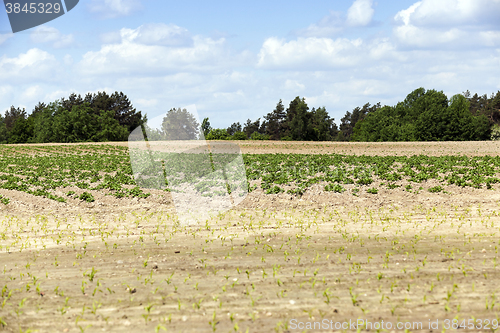 Image of potato field, spring  