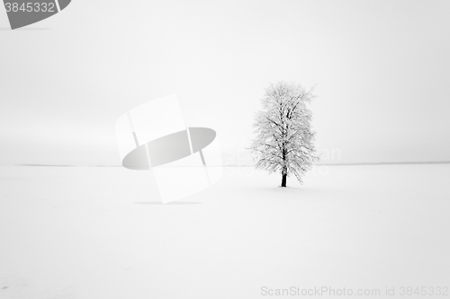 Image of lonely tree ,  snow.