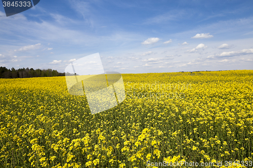 Image of flowering canola. Spring  