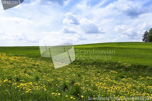 Image of field with cereals  