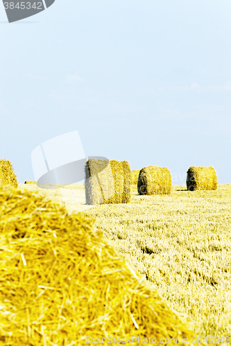 Image of harvesting cereals, Agriculture